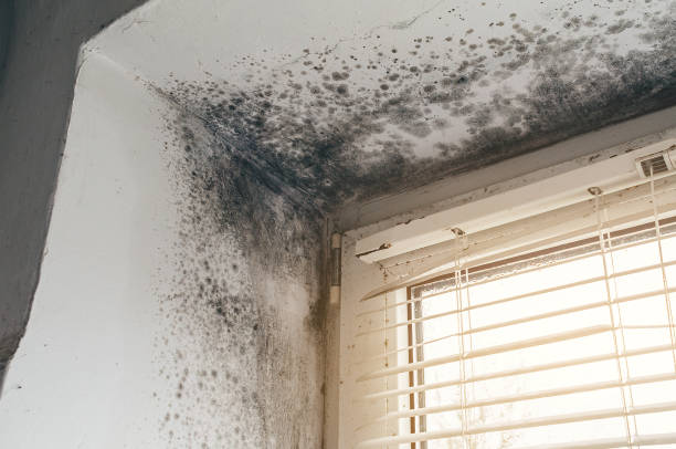 Affordable Mold Cleanup solutions in Osseo, MN